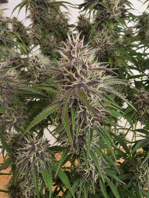 Fastbud Auto Mixed Zelt. Week 10