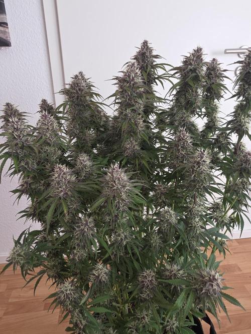 Fastbud Auto Mixed Zelt. Week 10