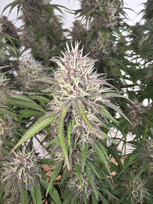 Fastbud Auto Mixed Zelt. Week 10