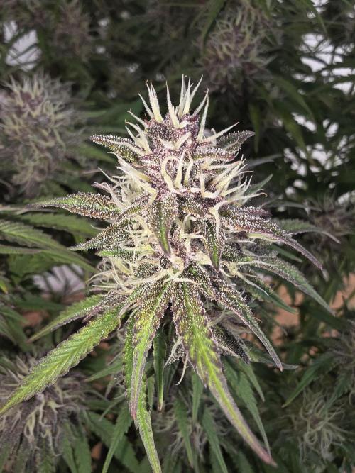 Fastbud Auto Mixed Zelt. Week 10