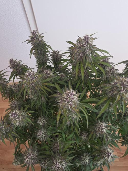 Fastbud Auto Mixed Zelt. Week 10