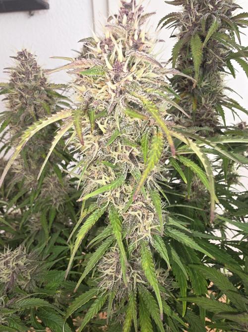 Fastbud Auto Mixed Zelt. Week 10