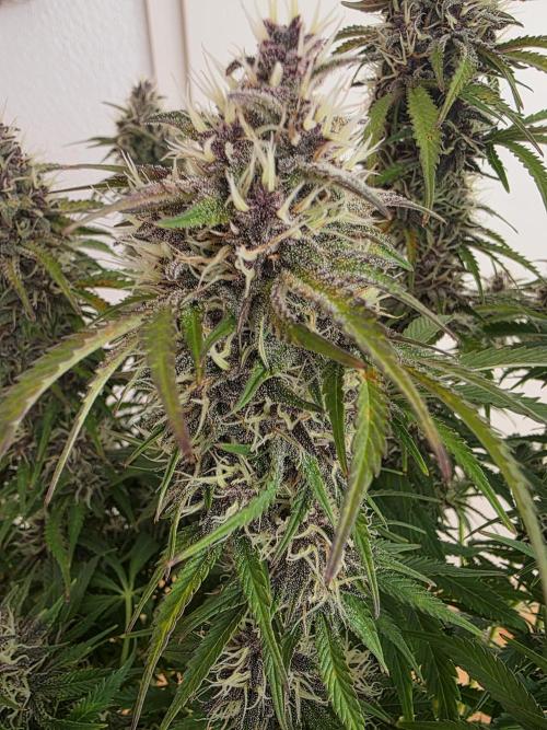 Fastbud Auto Mixed Zelt. Week 10