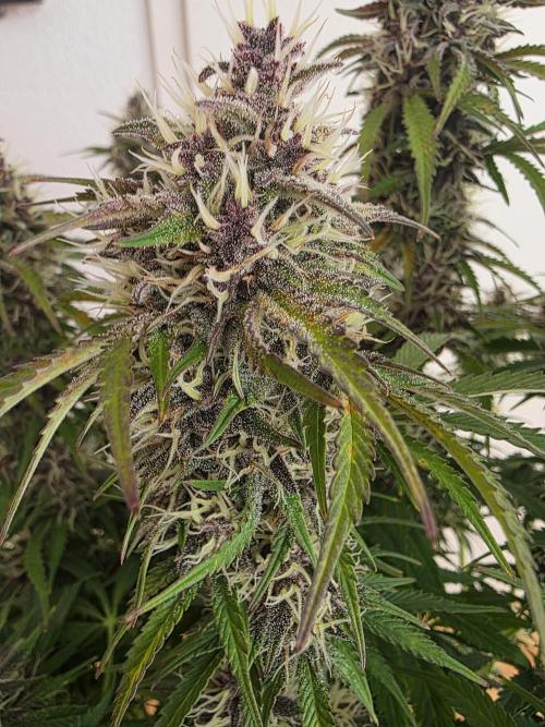 Fastbud Auto Mixed Zelt. Week 10