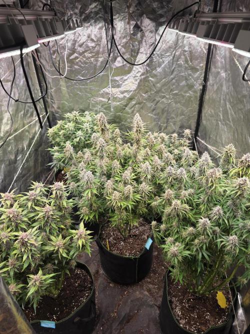 Fastbud Auto Mixed Zelt. Week 10