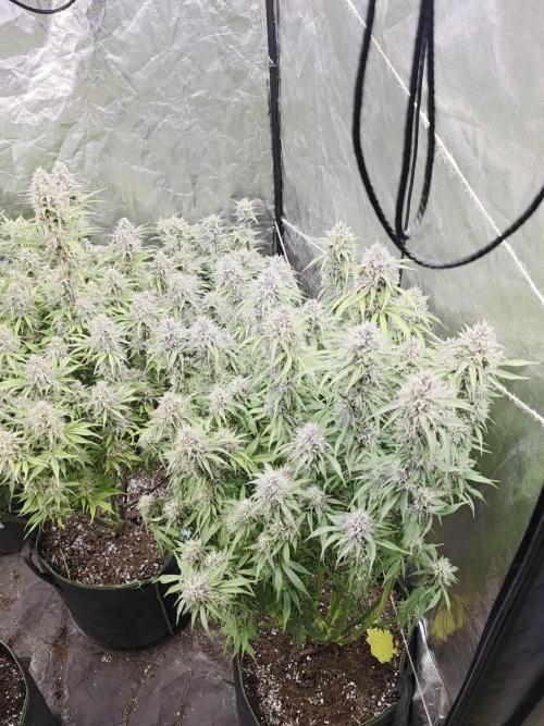 Fastbud Auto Mixed Zelt