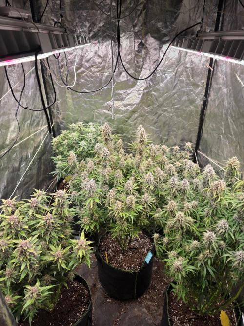 Fastbud Auto Mixed Zelt. Week 10