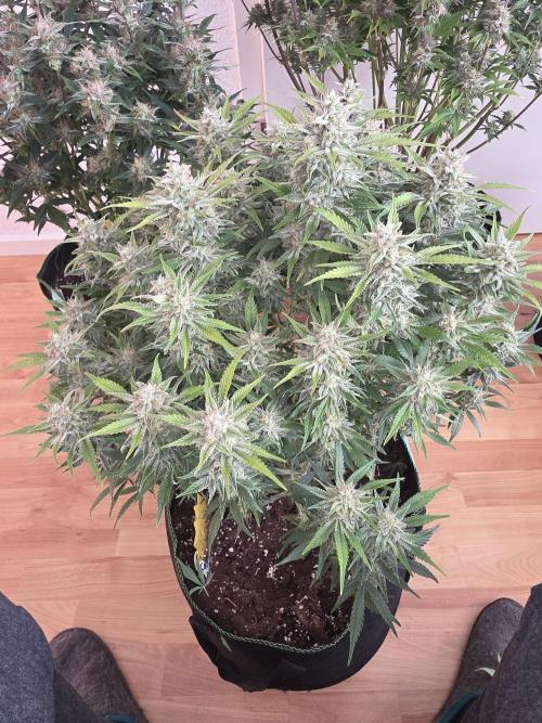 Fastbud Auto Mixed Zelt. Week 10