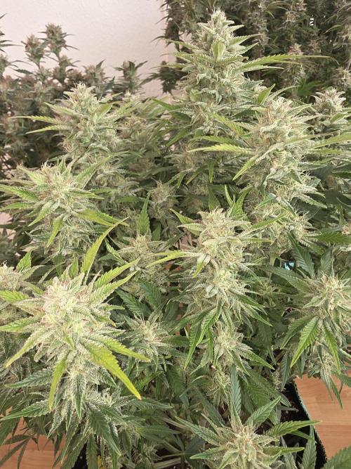 Fastbud Auto Mixed Zelt. Week 10