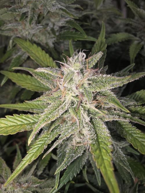 Fastbud Auto Mixed Zelt. Week 10