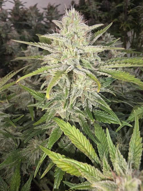 Fastbud Auto Mixed Zelt. Week 10