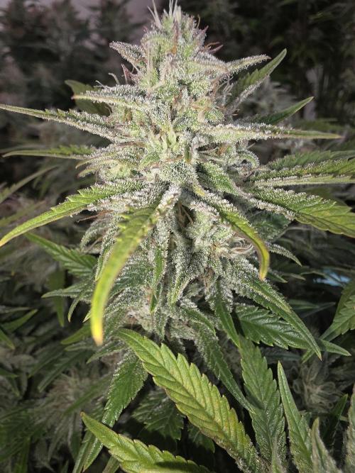 Fastbud Auto Mixed Zelt. Week 10