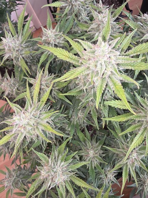 Fastbud Auto Mixed Zelt. Week 10