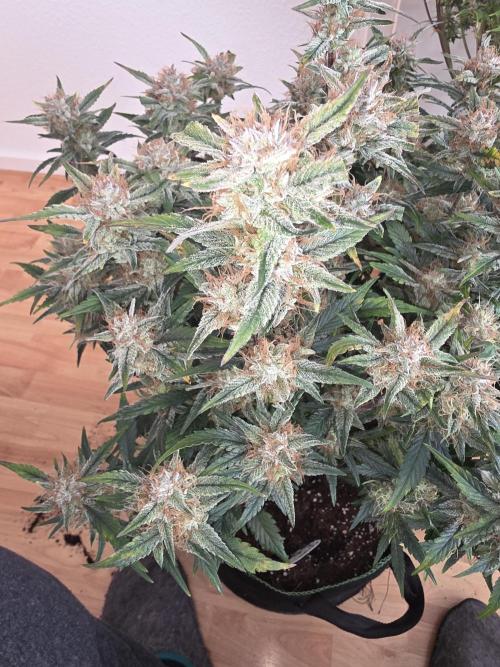 Fastbud Auto Mixed Zelt. Week 10