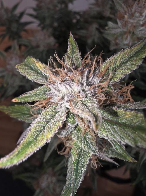 Fastbud Auto Mixed Zelt. Week 10