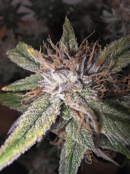 Fastbud Auto Mixed Zelt. Week 10