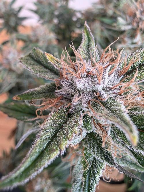 Fastbud Auto Mixed Zelt. Week 10