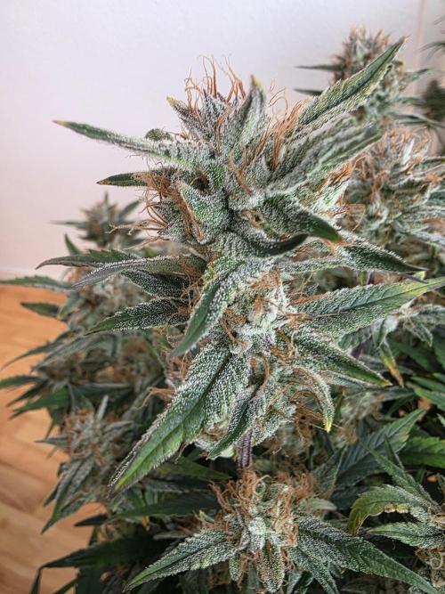 Fastbud Auto Mixed Zelt. Week 10