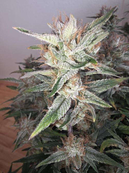 Fastbud Auto Mixed Zelt. Week 10