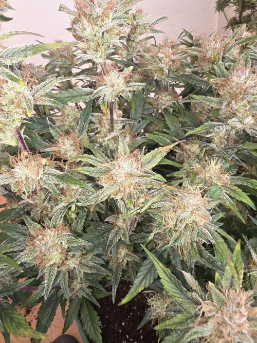 Fastbud Auto Mixed Zelt. Week 10