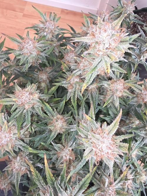 Fastbud Auto Mixed Zelt. Week 10