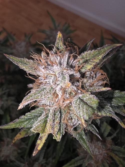 Fastbud Auto Mixed Zelt. Week 10