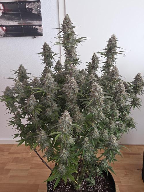 Fastbud Auto Mixed Zelt. Week 10