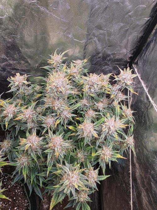 Fastbud Auto Mixed Zelt. Week 11