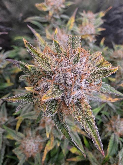 Fastbud Auto Mixed Zelt. Week 11