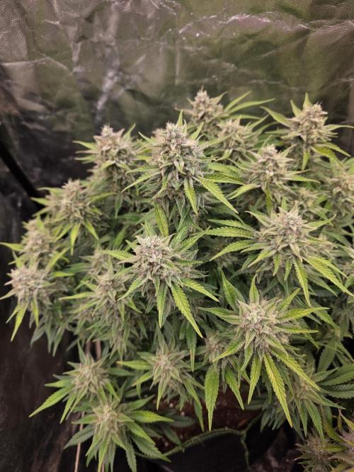 Fastbud Auto Mixed Zelt. Week 11