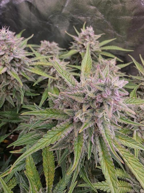 Fastbud Auto Mixed Zelt. Week 11