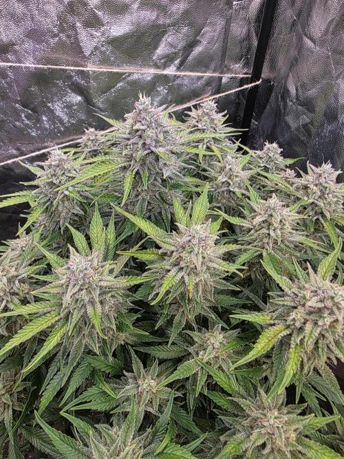 Fastbud Auto Mixed Zelt. Week 11