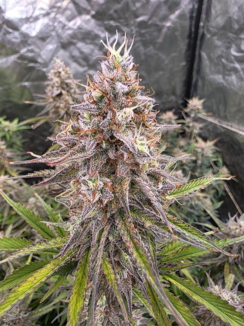 Fastbud Auto Mixed Zelt. Week 11