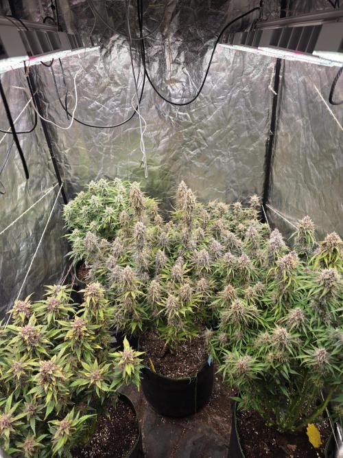 Fastbud Auto Mixed Zelt. Week 11