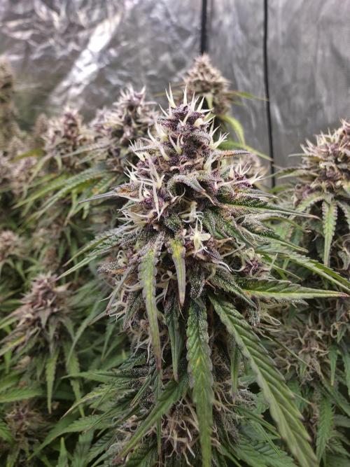 Fastbud Auto Mixed Zelt. Week 11