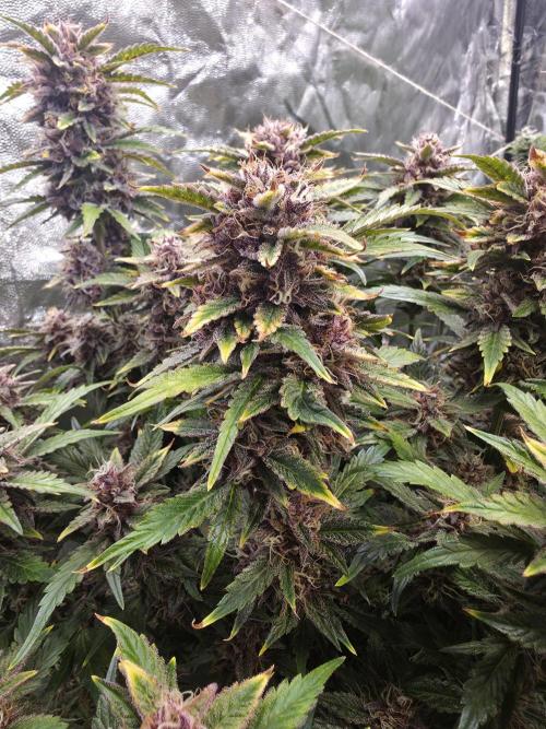 Fastbud Auto Mixed Zelt. Week 11