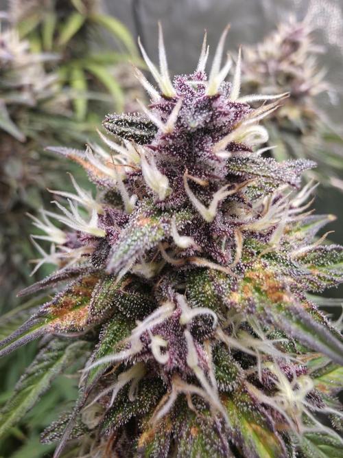 Fastbud Auto Mixed Zelt. Week 11