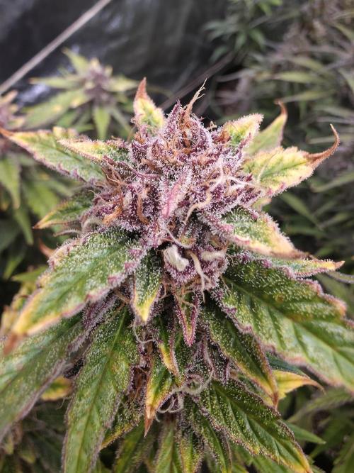 Fastbud Auto Mixed Zelt. Week 11