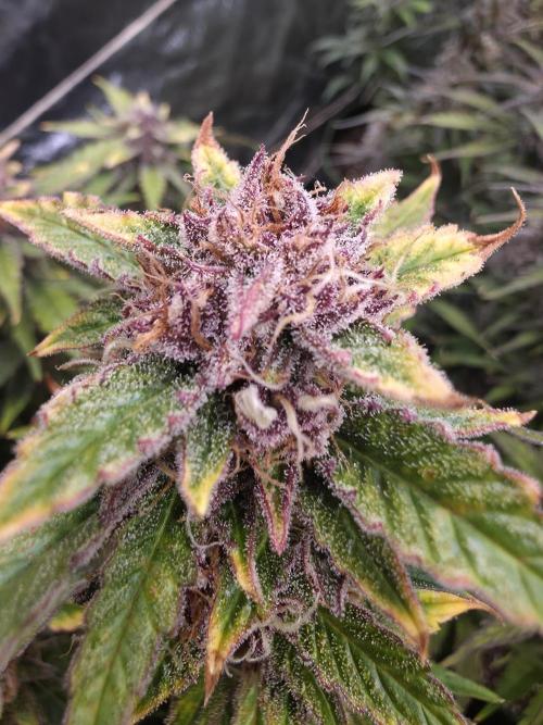 Fastbud Auto Mixed Zelt. Week 11