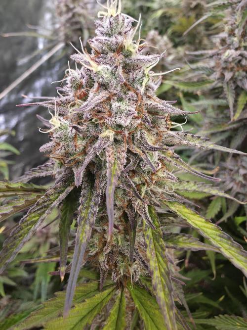 Fastbud Auto Mixed Zelt. Week 11