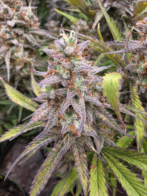 Fastbud Auto Mixed Zelt. Week 11