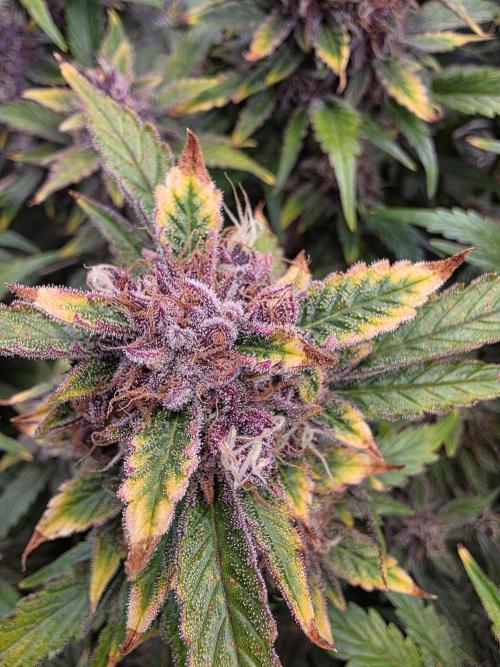 Fastbud Auto Mixed Zelt. Week 11