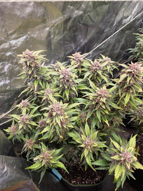 Fastbud Auto Mixed Zelt. Week 11