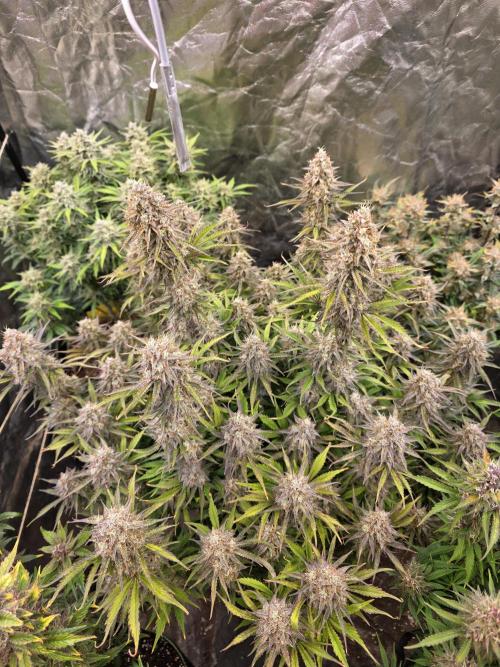 Fastbud Auto Mixed Zelt. Week 11