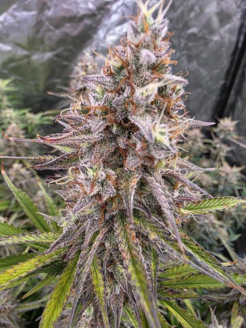 Fastbud Auto Mixed Zelt. Week 11