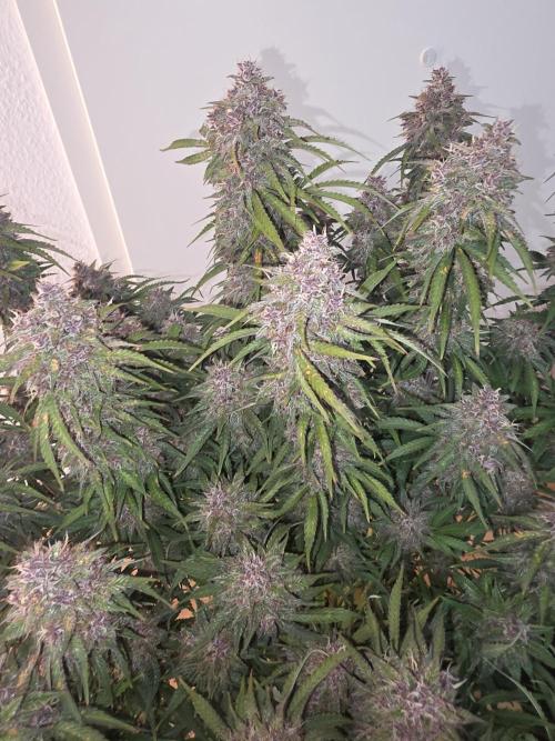 Fastbud Auto Mixed Zelt. Week 12