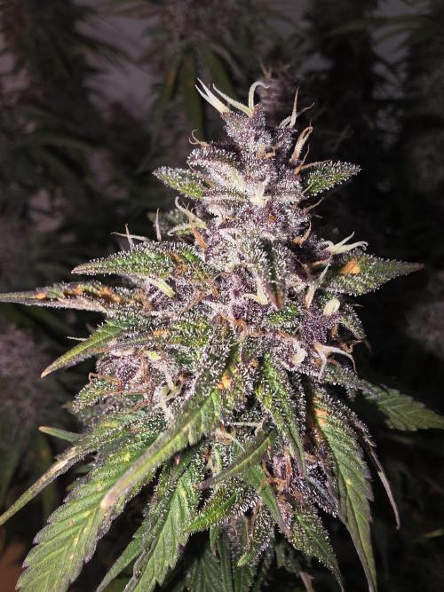 Fastbud Auto Mixed Zelt. Week 12