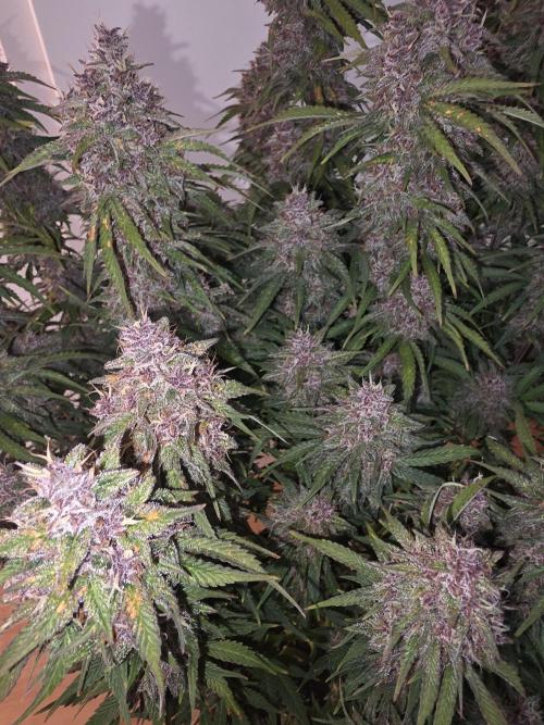 Fastbud Auto Mixed Zelt. Week 12