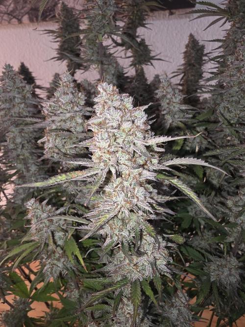 Fastbud Auto Mixed Zelt. Week 12