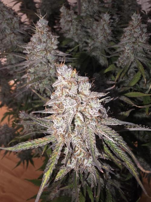 Fastbud Auto Mixed Zelt. Week 12